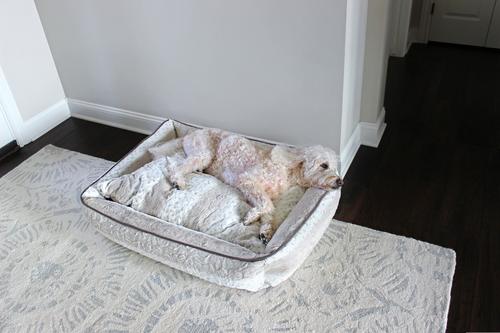 Damaged Hair Dog & Cat Conditioner, 16-fl oz bottle