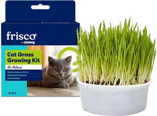 Natural Cat Grass Growing Kit