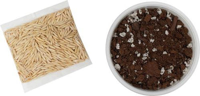 Natural Cat Grass Growing Kit