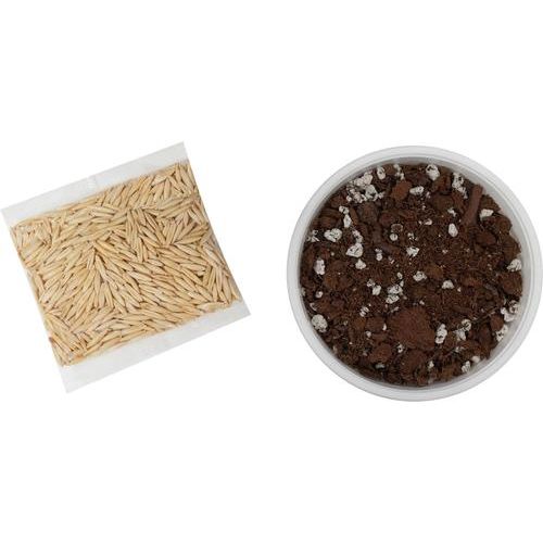 Kit de cultivo de césped natural para gatos