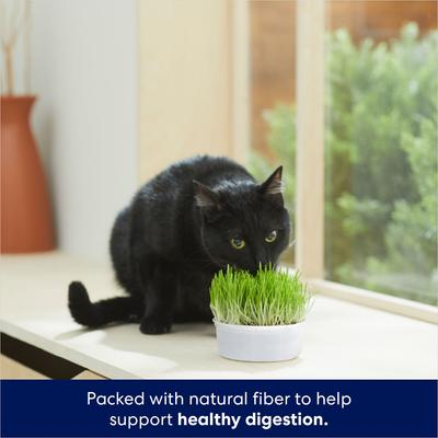 Kit de cultivo de césped natural para gatos