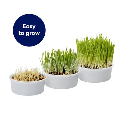 Natural Cat Grass Growing Kit