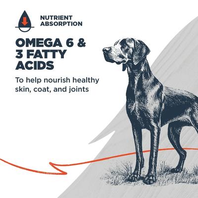 Complete & Balanced Diet Adult Lamb Meal & Chicken Meal with Ancient Grains Recipe Dry Dog Food, 10-lb bag