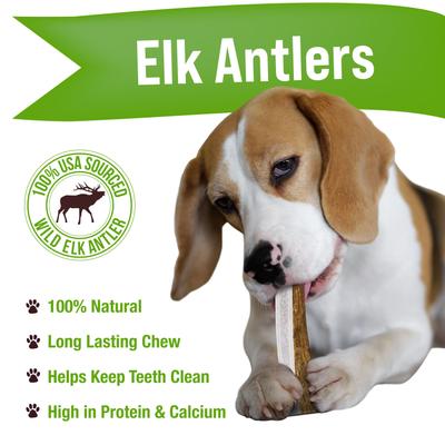 Whole Elk Antler Dog Treats, 2 count, Medium