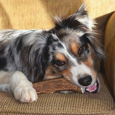 Whole Elk Antler Dog Treats, 2 count, Medium