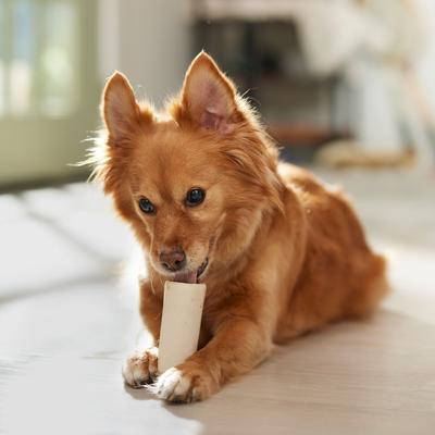 Made in USA Beef Flavored Filled Bone Dog Treats, 1 count