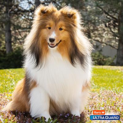 UltraGuard Plus Flea & Tick Odor Eliminating Home Spray, 16-fl oz bottle