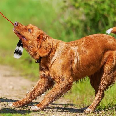 Bundle: Outward Hound Tail Teaser with Refill Dog & Cat Teaser Toy + Wellness Soft Puppy Bites Lamb & Salmon Recipe Grain-Free Dog Treats, 3-oz pouch