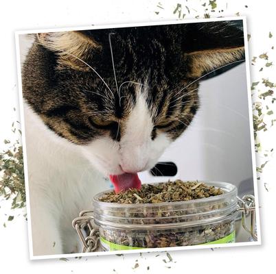 Bundle: Meowijuana Catnip Pawty Mix, 60-g jar + Meowijuana Refillable Get Buzzed Catnip Bee Cat Toy