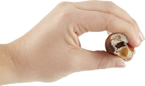 Made in USA 12" Twisted Bully Stick Dog Treat, 1 count