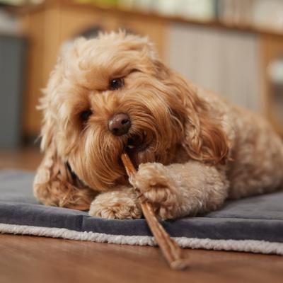 12" Thin Bully Sticks Dog Treat, 10 count