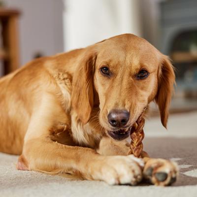 Braided Bully Stick 12" Dog Treats, 3 count