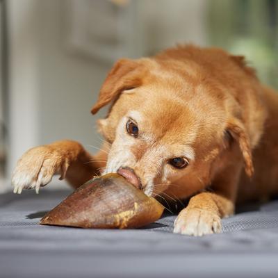 Made in USA Beef Hooves Dog Treat, 10 count