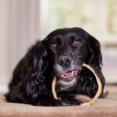 Ring Bully Stick Dog Chew Treat, 3 count