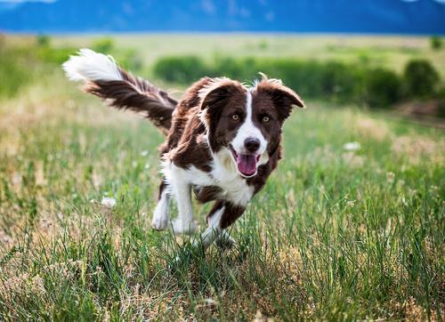 Organic Pet Superfood Digestion Daily Dog & Cat Supplement, 2.12-oz jar