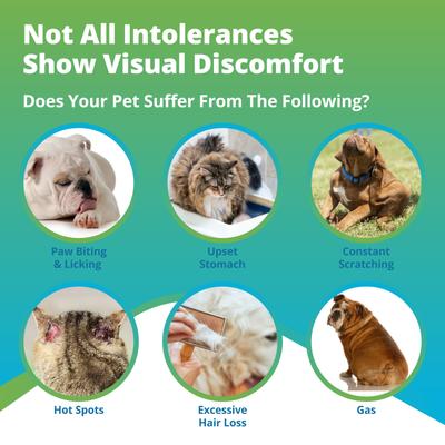 Food Intolerance Test for Dog, Cat & Small Pet