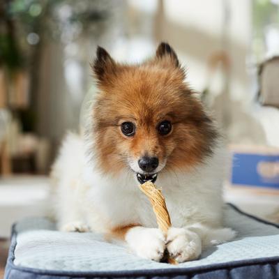 4-5" Beef Tripe Twist Dog Treats, 10 count