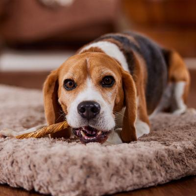 9-10” Beef Tripe Twist Dog Treats, 1 count