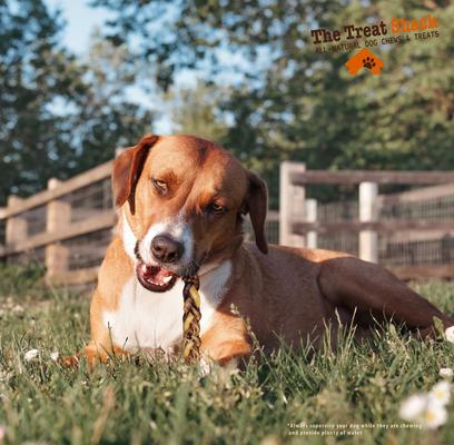 6-in Braided Bully Sticks Dog Treats, 3 count