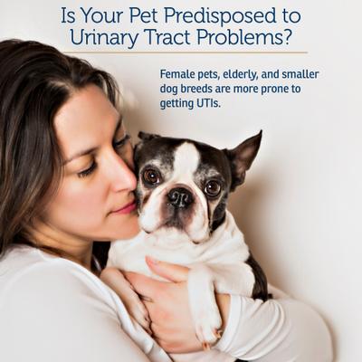 Cranberry Rx Capsules Urinary Supplement for Cats & Dogs, 90 count