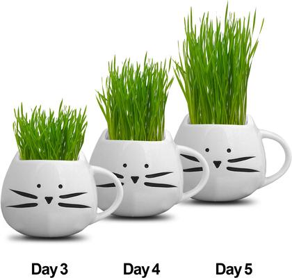 Organic Pet Grass Grow Kit with Planter, White