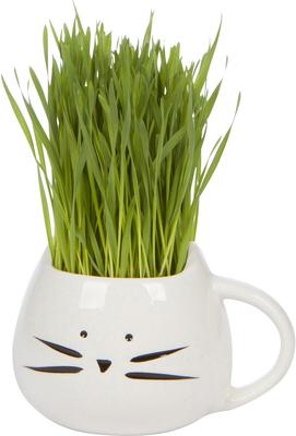Organic Pet Grass Grow Kit with Planter, White