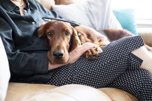 Calmer Canine Anxiety Treatment Dog Device, 7-in