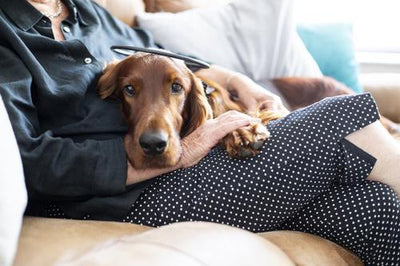 Dispositivo para el tratamiento de la ansiedad canina Calmer Canine, 7 pulgadas