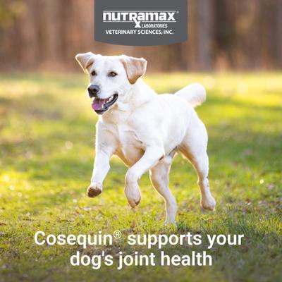 Cosequin Joint Health Supplement with Glucosamine, Chondroitin & MSM Chewable Tablets for Dogs, 250 count