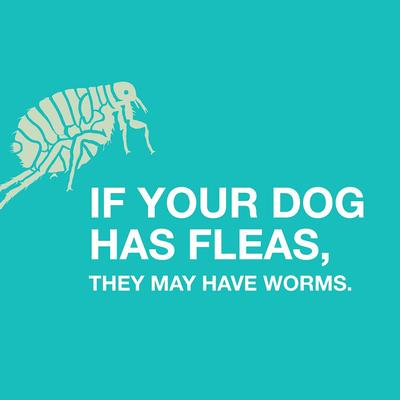 Desparasitante cuádruple para anquilostomas, ascárides, tenias y tricocéfalos para perros de razas medianas, 2 unidades