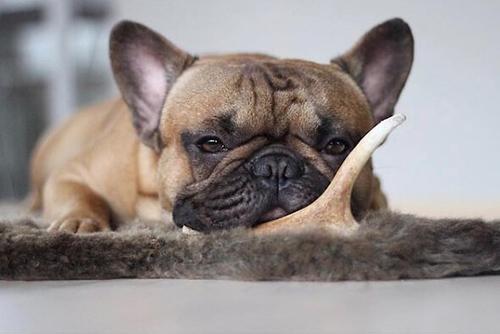 Medium Deer Antler Dog Treats