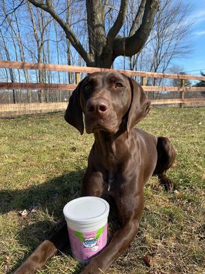 Power Chews! Soft Chew Joint Supplement for Dogs, 60 count