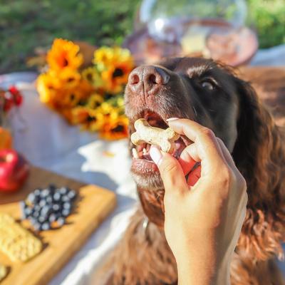 Pumpk'n Harvest Biscuits Crunchy Dog Treats, 12-oz bag