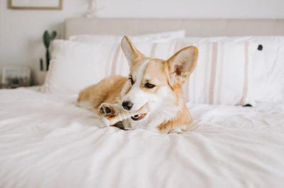 All-Natural Pop-In Dog Treat Refills Knuckle Bone Pop-In Refill Chicken Pop-In, 90 count