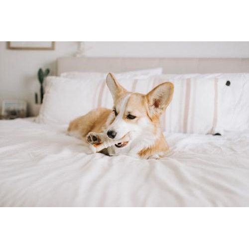 Repuestos de golosinas naturales para perros Knuckle Bone Pop-In, 90 unidades