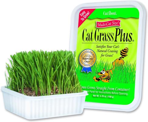 Cat A'bout Herbs & Spices Cat Grass Plus, 5.25-oz container