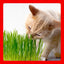 Cat A'bout Herbs & Spices Cat Grass Plus, 5.25-oz container