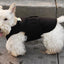 Anxiety Vest for Dogs, Large, Front Module