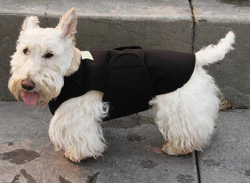 Anxiety Vest for Dogs, Large, Front Module