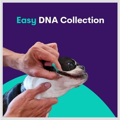 Orivet Geno Pet Plus Dog DNA Breed Identification + Health Test