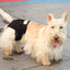 Rear Anxiety Vest for Dogs, Large