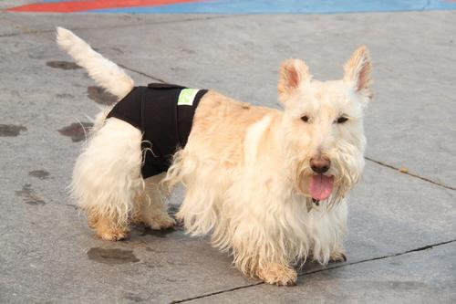 Rear Anxiety Vest for Dogs, Large