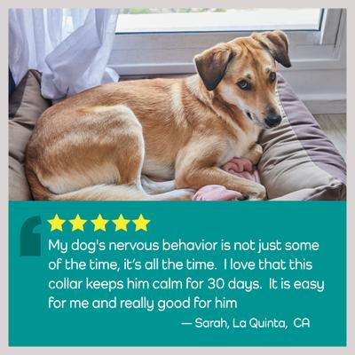 Hemp Helpers Collar for Dogs, Medium