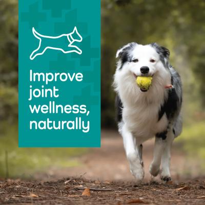 Hemp Helpers Collar for Dogs, Medium