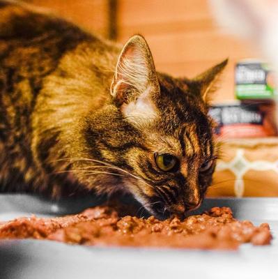 Tuna & Chicken Grain-Free Pate Wet Cat Food, 3-oz can, case of 24