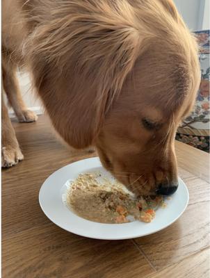 Daily Dish Beef with Chicken Stew Grain-Free Wet Dog Food, 12-oz, case of 12