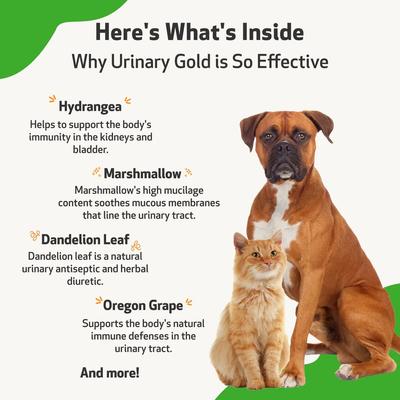 Urinary Gold Liquid Urinary Tract Supplement for Dogs, 2-oz bottle