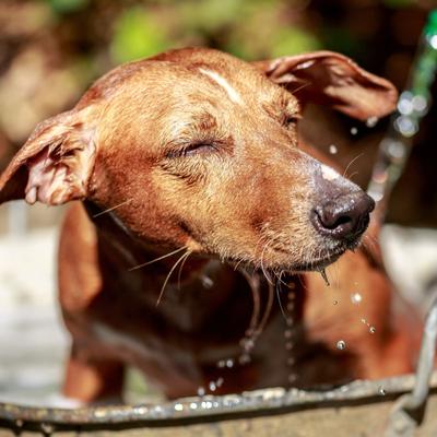 Hypoallergenic Shampoo, 16-fl oz bottle