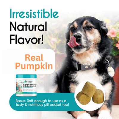 Canine Probiotic & Odor Control Natural Pumpkin Flavored Soft Chew Digestive Aid Supplement for Dogs, 60 count