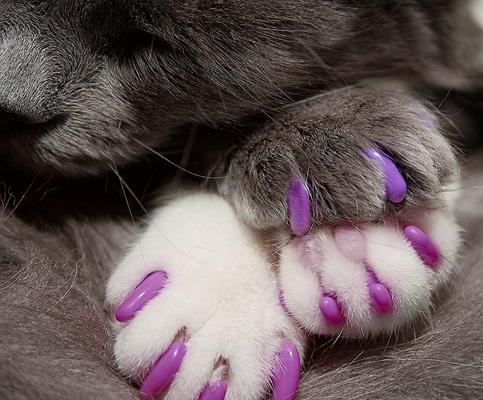 Fundas para uñas de gato, extra pequeñas, verde primavera con purpurina y ultravioleta